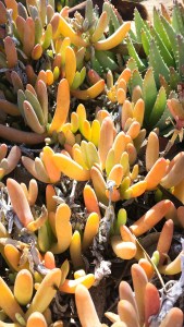 Boyce Thompson Arboretum