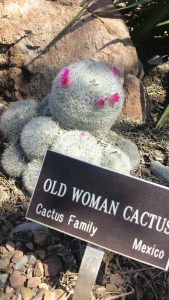 Old Woman Cactus