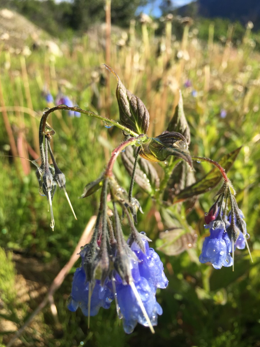 Hatcher-Pass-scenic-drive