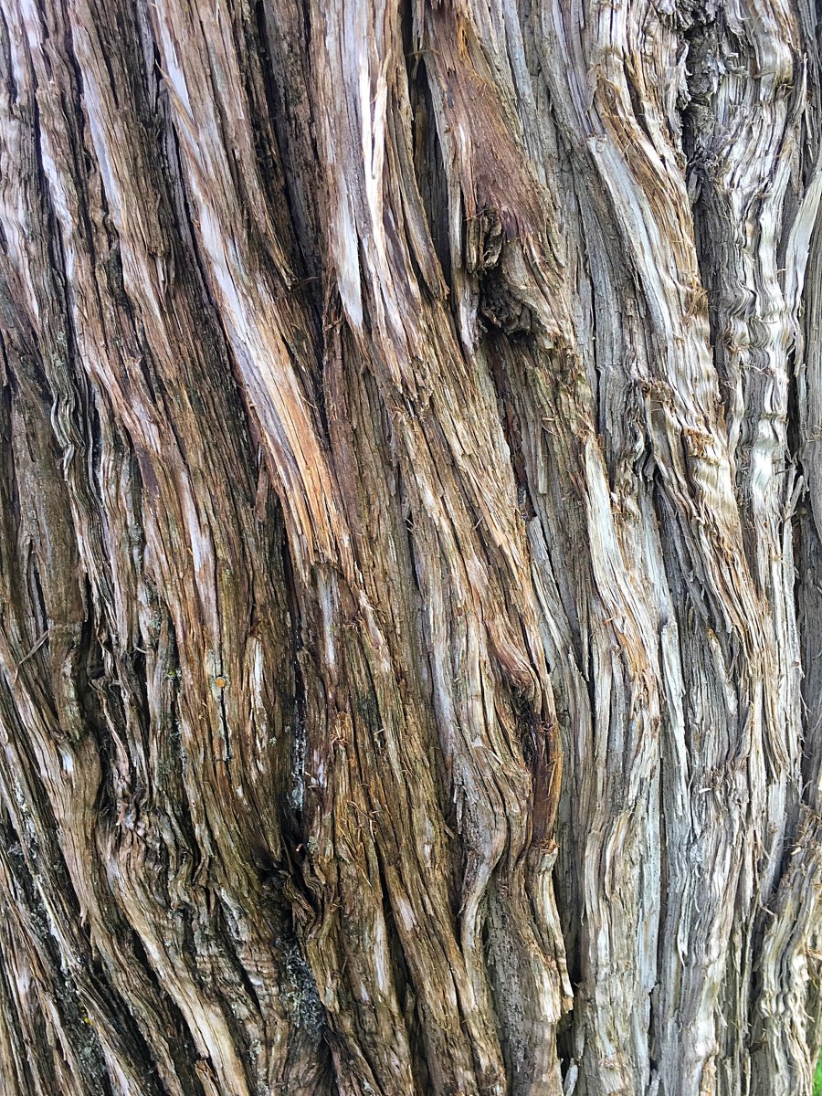 Tree bark texture
