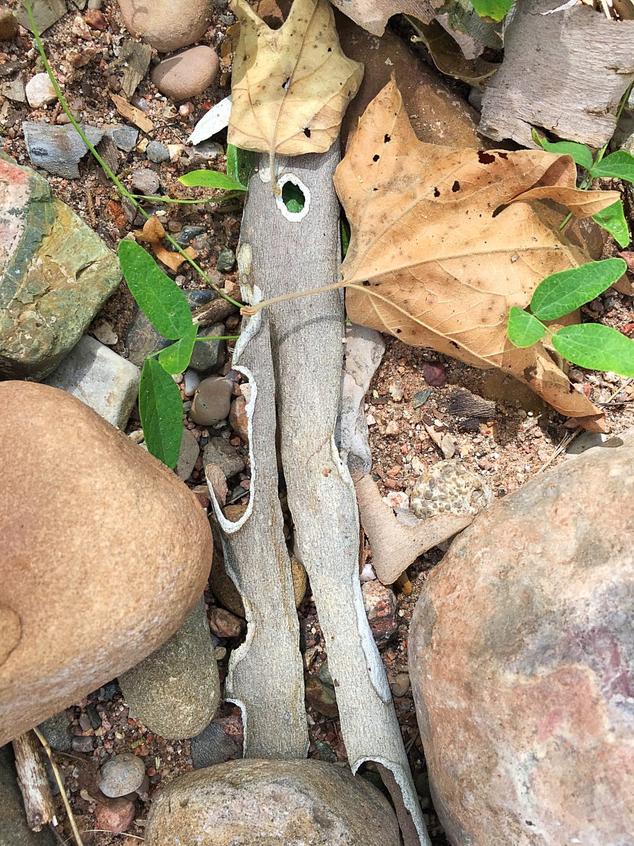 Textures from nature