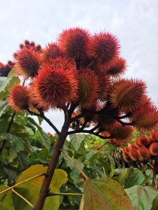 Waterfall Gardens, Costa Rica