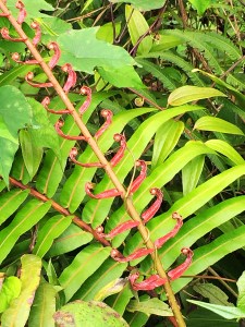 Waterfall Gardens, Costa Rica