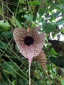 La Paz Waterfall Gardens