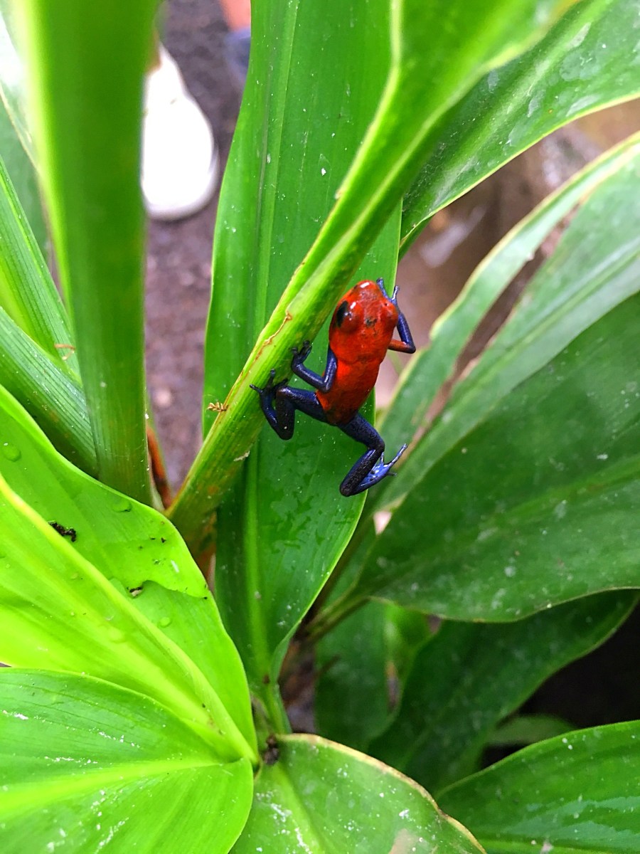 La Paz Waterfall Gardens