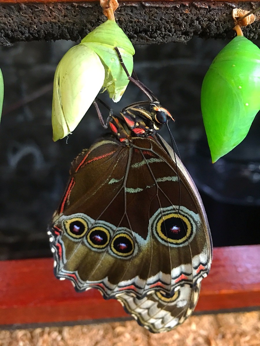 La Paz Waterfall Gardens