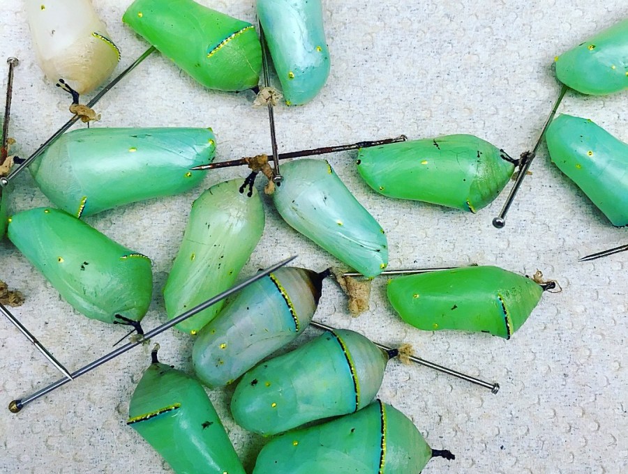 La Paz Waterfall Gardens