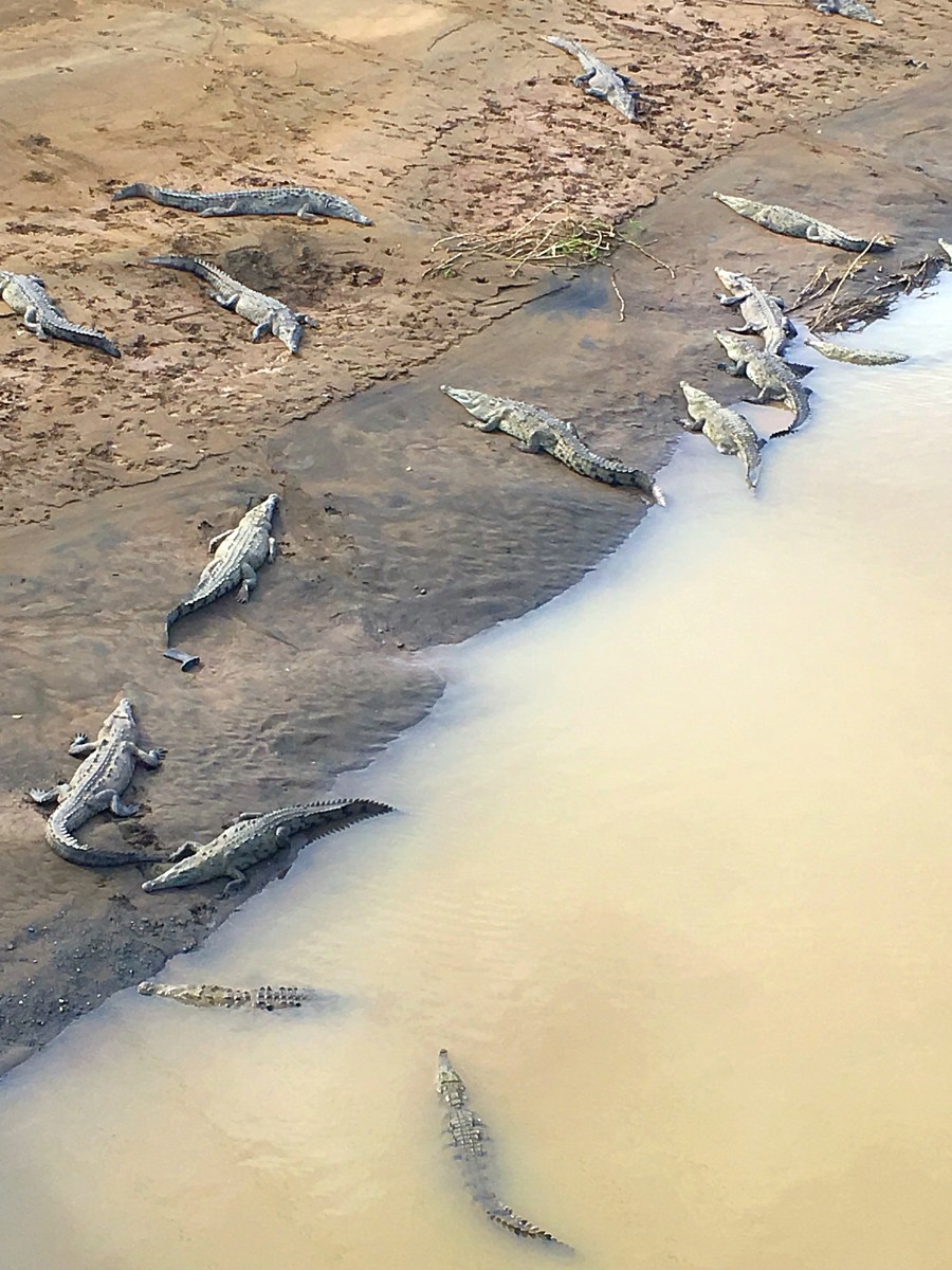 Crocodiles in Costa Rica