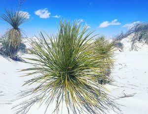 White Sands