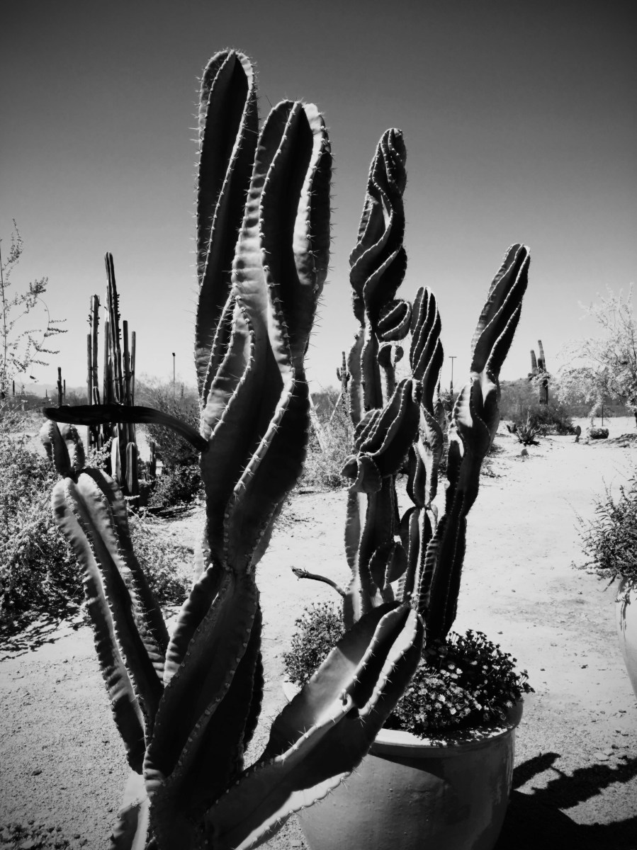Desert Plants
