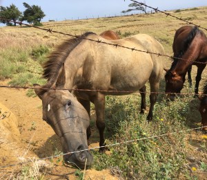 Hawaii - The Big Island