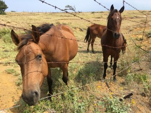 Hawaii - The Big Island
