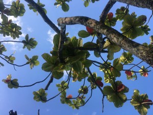 Hawaii - The Big Island