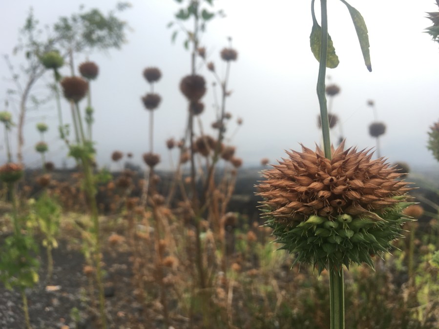 Hawaii - The Big Island