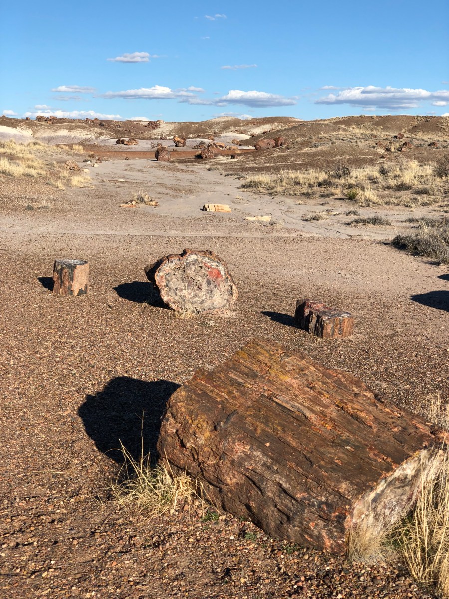 Petrified Forest, Arizona